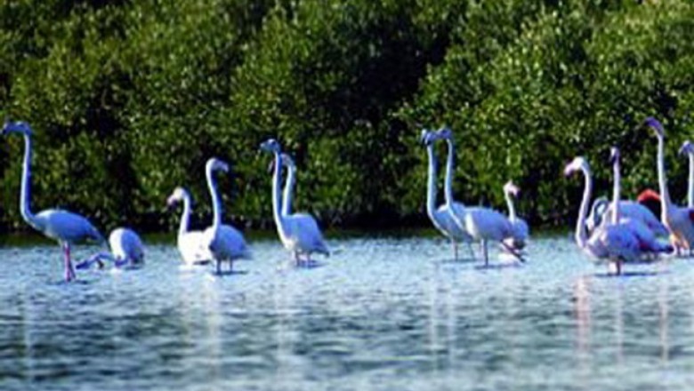 Al Zorah Nature Reserve