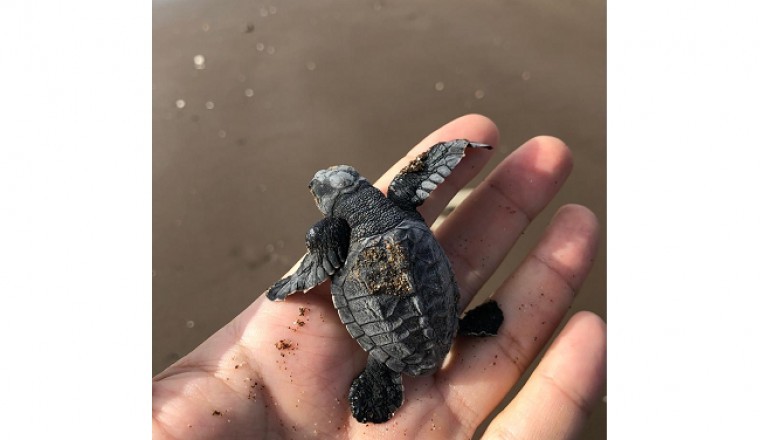 The first discovery of Olive Ridley Sea Turtle Nests in the UAE