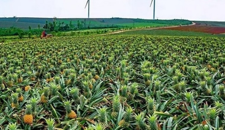 The Poster of “Pineapple in Guangdong, China, Fragrant Everywhere” Was Displayed at the WAFI Landmark in Dubai