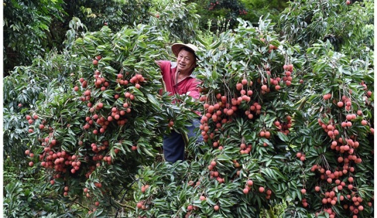 What Can Grow Out of Thousand-Year-Old Trees?
