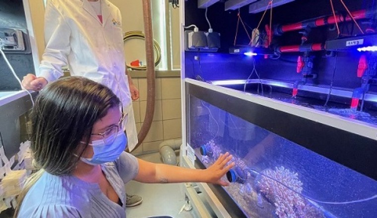 Probiotica voor koraal bevorderen herstelvermogen, helpen afsterven voorkomen