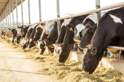 Made in UAE Documentary by Media One Featuring Al Rawabi Dairy Company