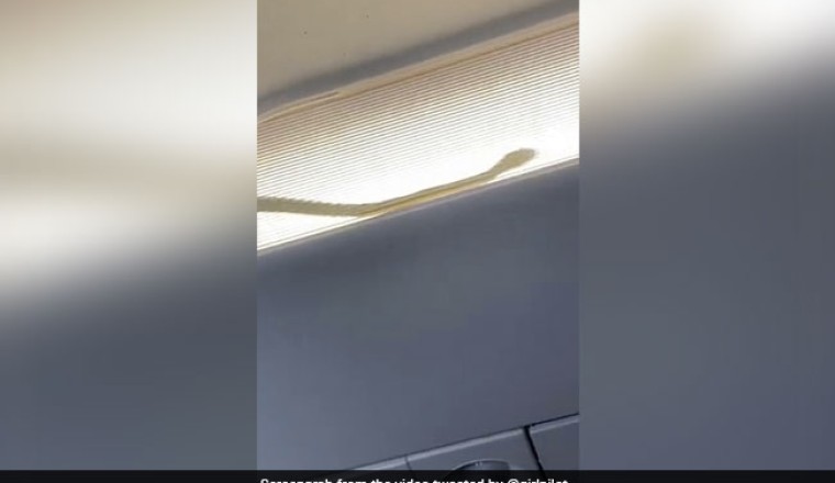 Watch: Passengers Spotted A Snake Inside An AirAsia Flight. Then...