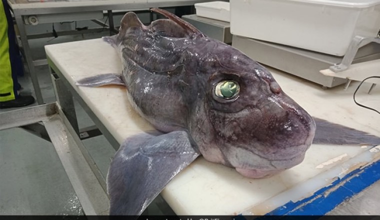 Rare Baby Ghost Shark Discovered by New Zealand Scientists