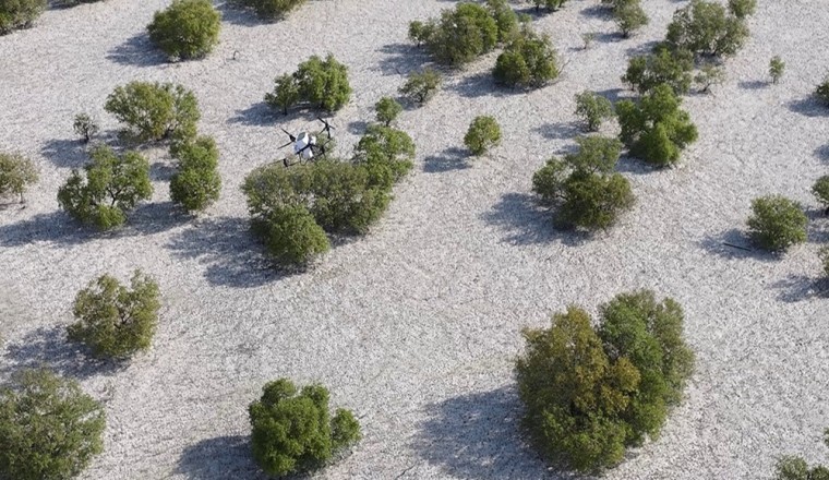 Nabat, New Abu Dhabi Climate Tech Venture, to use AI and Robotics to Restore Mangroves and Boost Climate Resilience