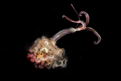Zombie worms are missing and scientists are alarmed