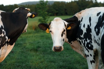 A once-in-a-generation discovery is transforming dairy farming