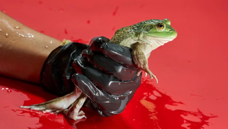 How the frog meat trade helped spread a deadly fungus worldwide