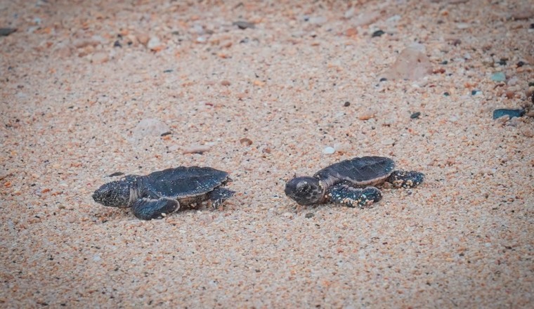 Sir Bu Nair Island, a Safe Haven for Rare Creatures